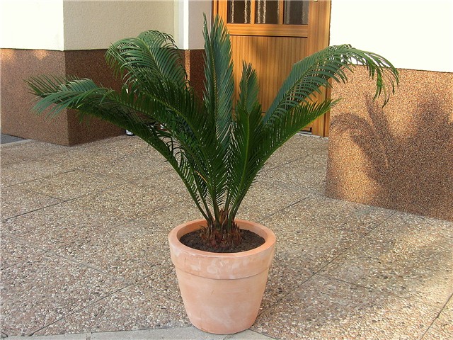 Cycas revoluta